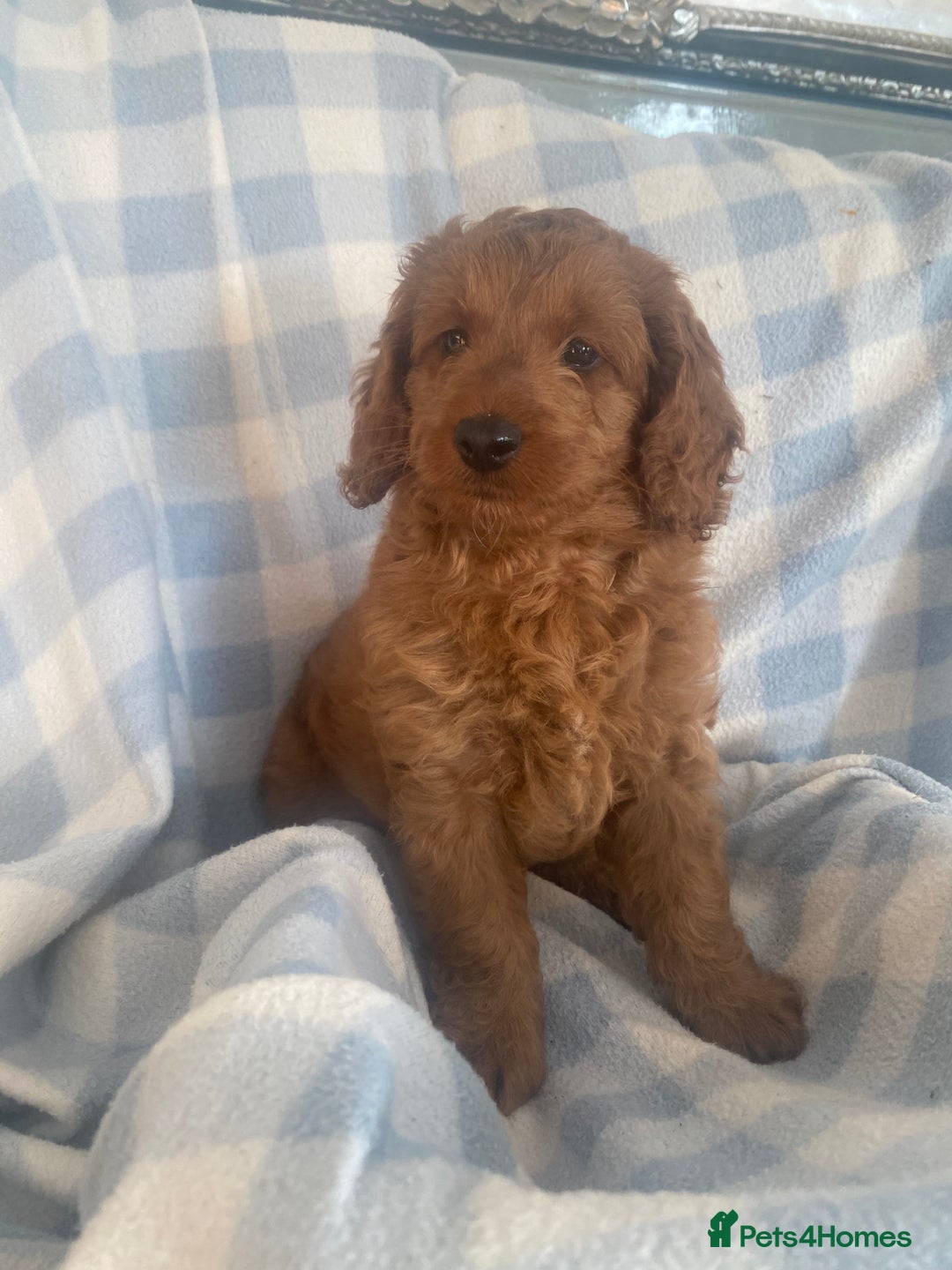 Cockapoo dogs for sale: Stunning F1b Toy Cockapoo puppy 🐶 now 1 Boy left  - Image 7
