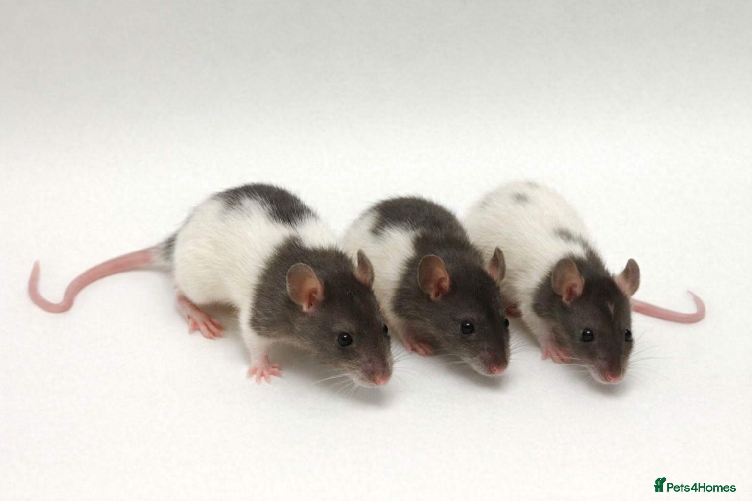 Rat rodents Trio Male Rats looking for forever homes - Advert 1