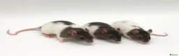 Rat rodents for sale: Trio Male Rats looking for forever homes - Advert 1