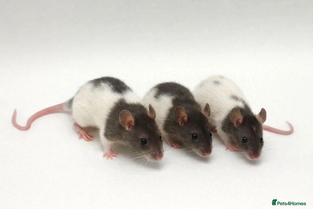 Rat rodents for sale: Trio Male Rats looking for forever homes - Advert 1