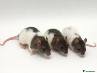 Rat rodents Trio Male Rats looking for forever homes - Advert 1
