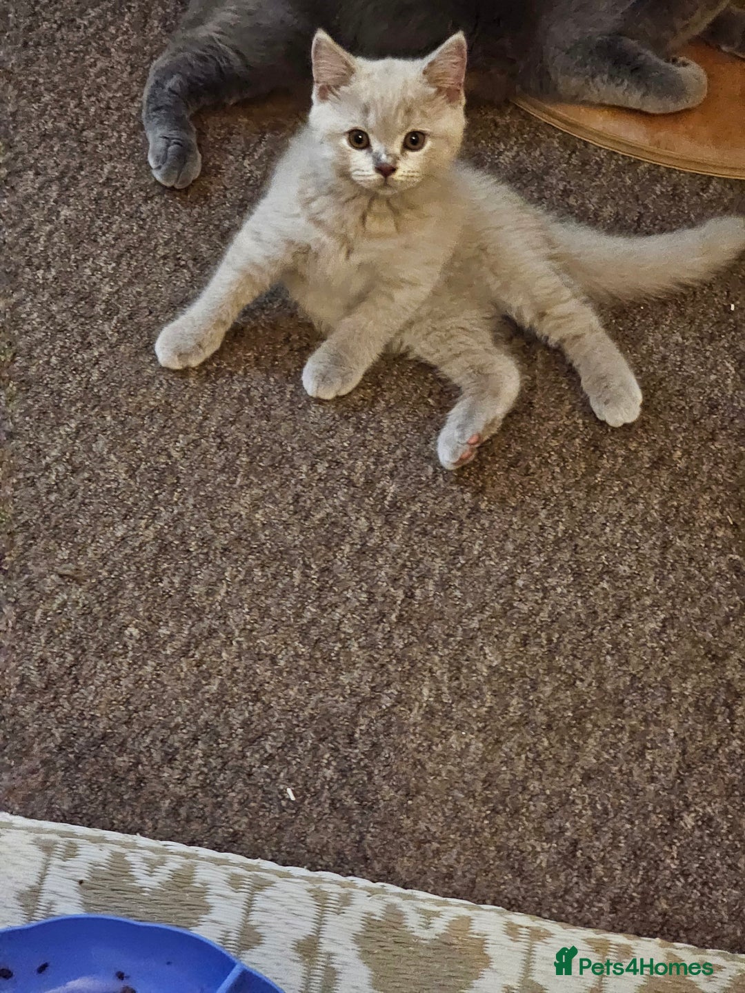 British Shorthair cats for sale: British shorthair and longhair  - Image 9