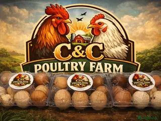 Chickens poultry Chicken & Duck Hatching Eggs - Advert 2