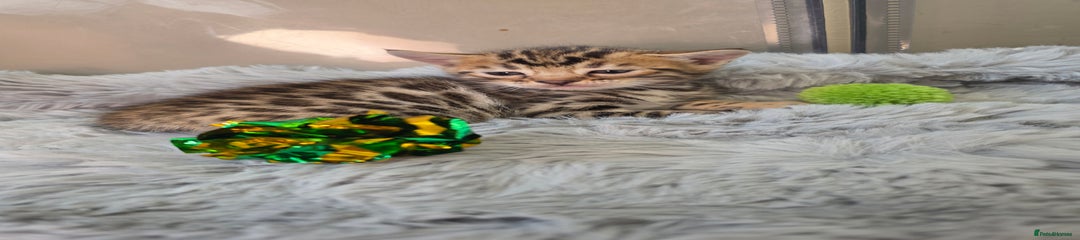 Bengal Kitten 2