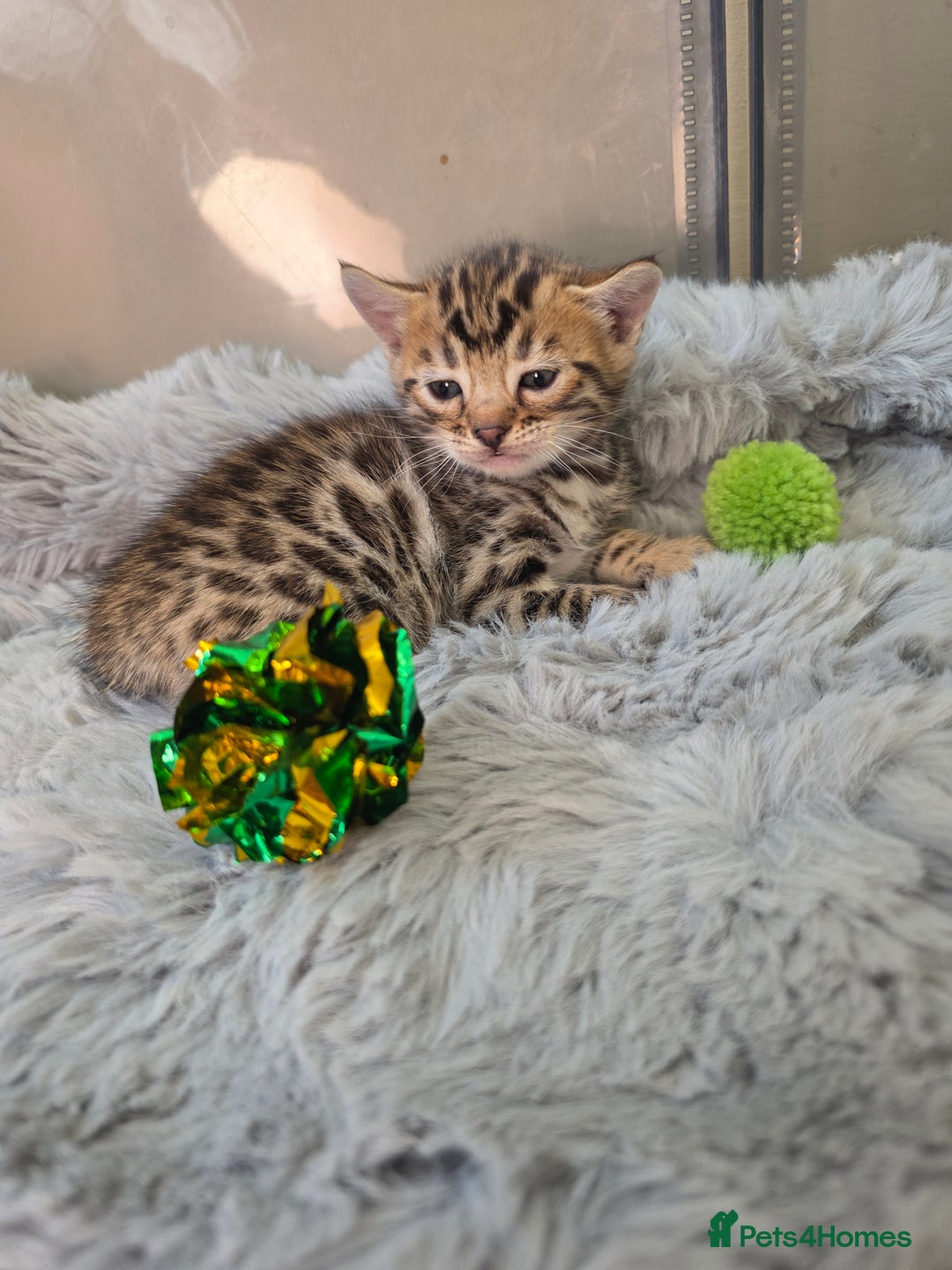 Bengal cats for sale: Lovely bengal kittens(Tica reg.)😍 - Image 38
