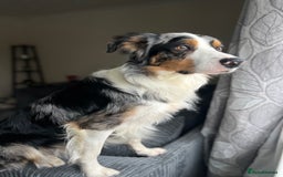 Border Collie dogs for stud: Stud Dog Available – Poe - Image 18