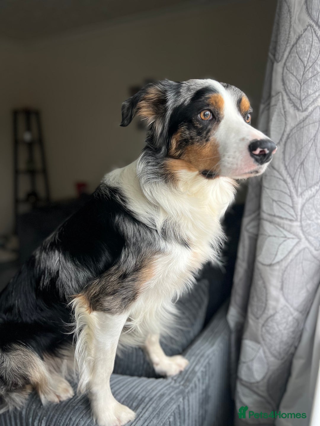 Border Collie dogs for stud: Stud Dog Available – Poe - Image 18