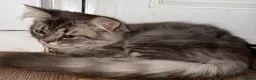 Mixed Breed cats for sale: Beautiful boy and girl for sale - Advert 4