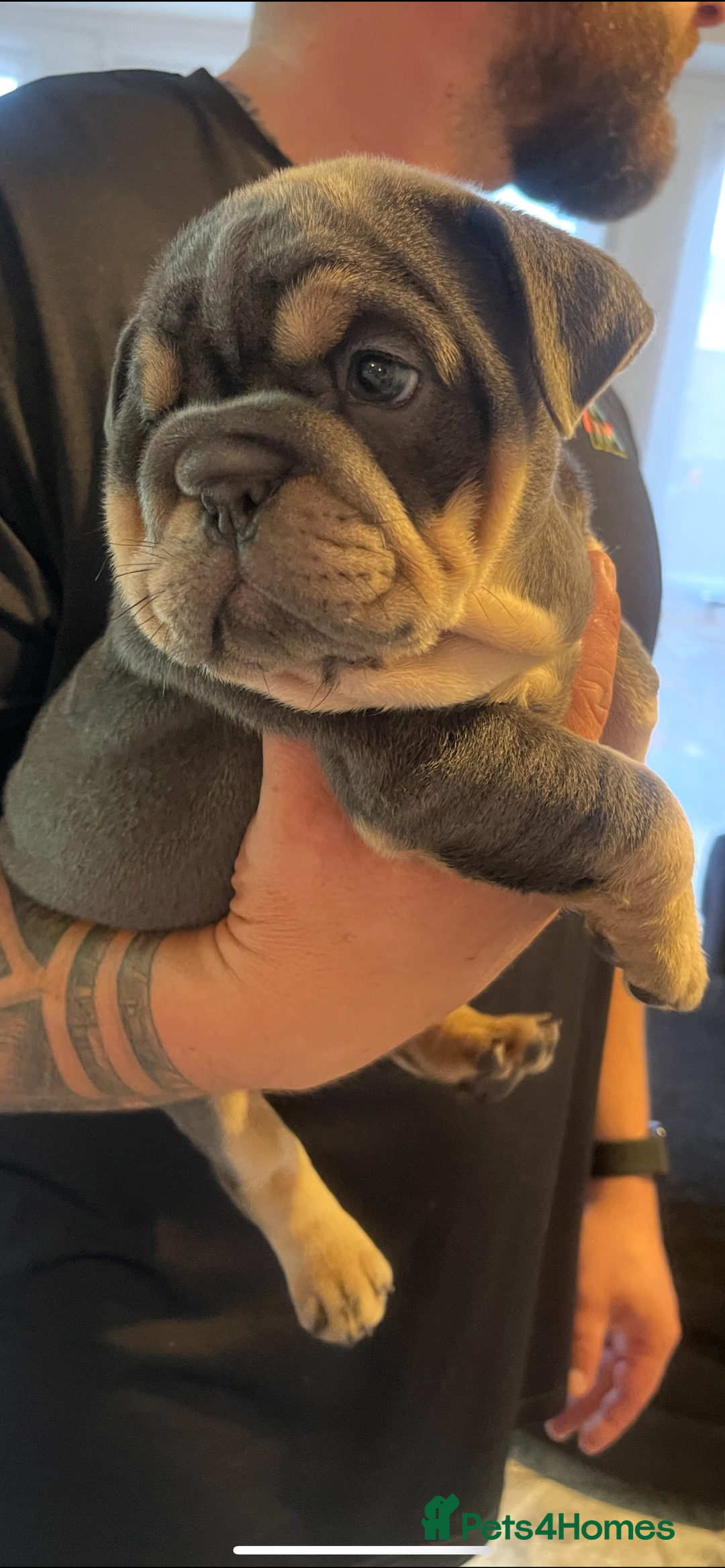 English Bulldog dogs for sale: 10 Top quality English bulldog puppies for sale  - Image 12