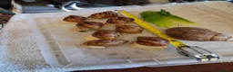 Snails invertebrates for sale: Archachatina Marginata Ovum silver/white GALs - Advert 2