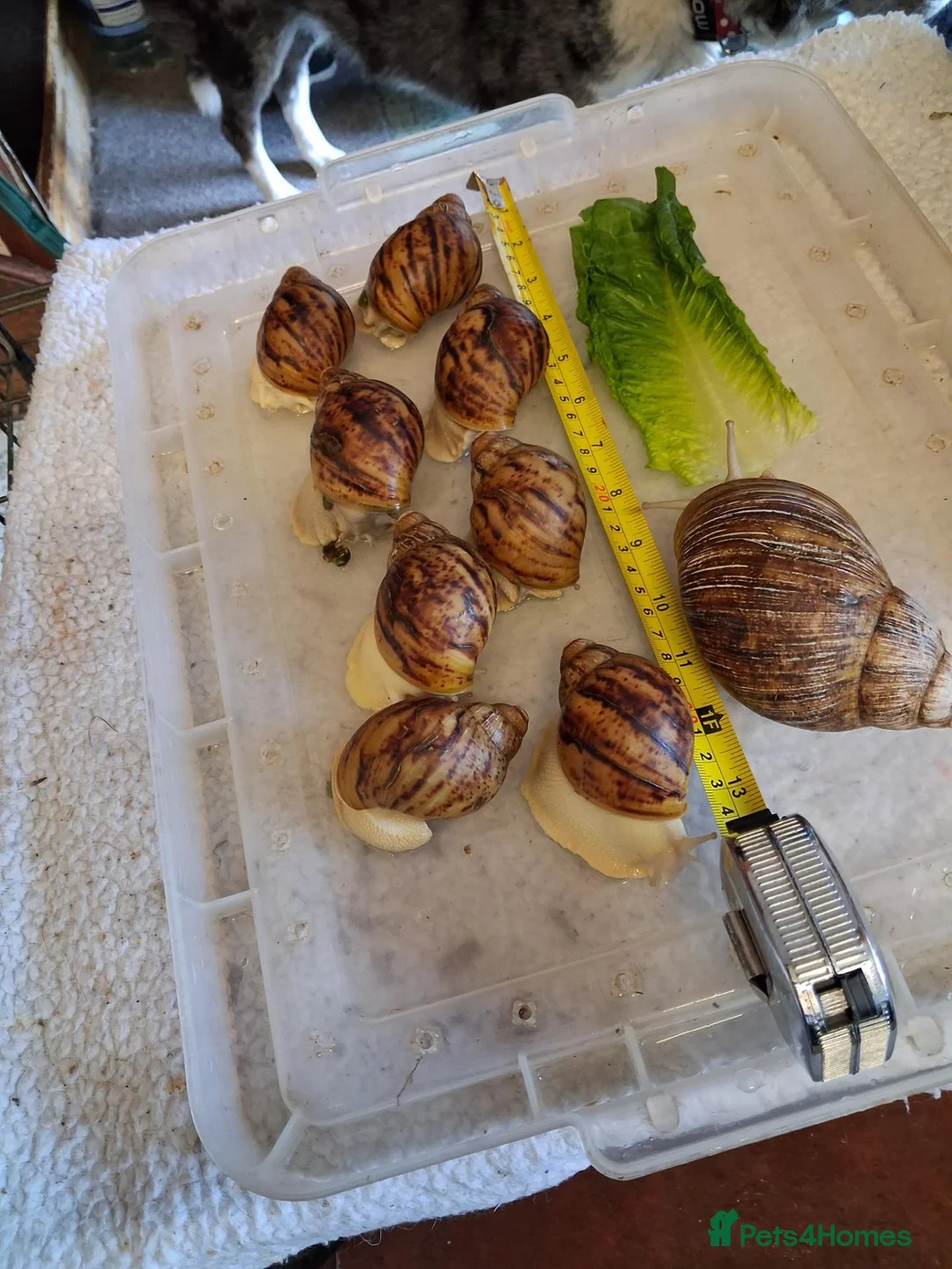 Snails invertebrates for sale: Archachatina Marginata Ovum silver/white GALs - Advert 2