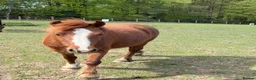 Welsh Section A horses for sale: Brave, cheeky little mare.  - Advert 3