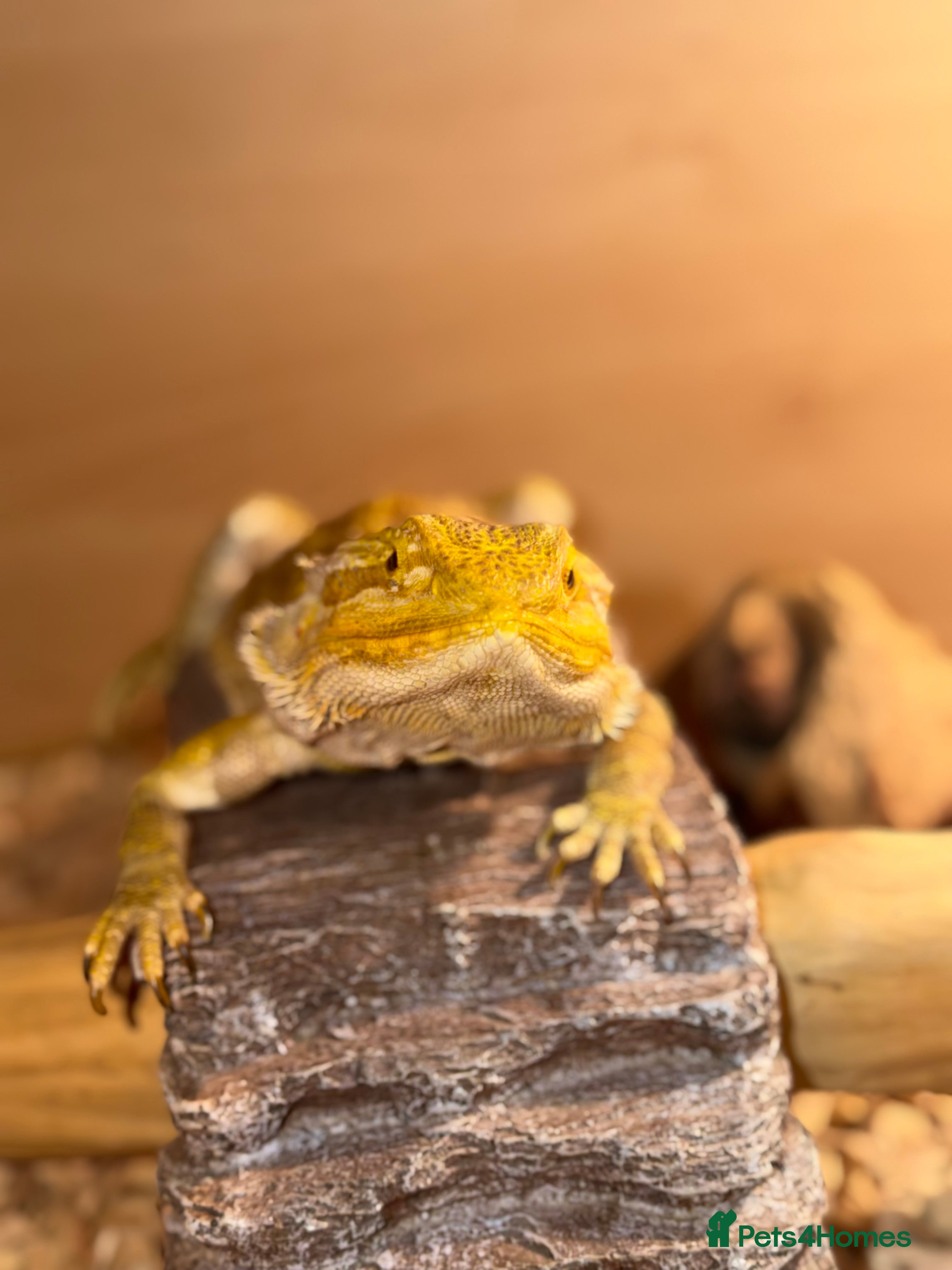 Bearded Dragon reptiles Beautiful Bearded Dragon Loving Home Needed 🦎❤️ - Advert 5