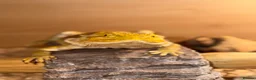 Bearded Dragon reptiles for sale: Beautiful Bearded Dragon Loving Home Needed 🦎❤️ - Advert 1
