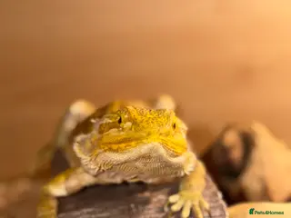 Bearded Dragon reptiles Beautiful Bearded Dragon Loving Home Needed 🦎❤️ - Advert 1