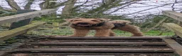 Airedale Terrier dogs for sale: Superb KC registered Airedales sired by champion! - Advert 2