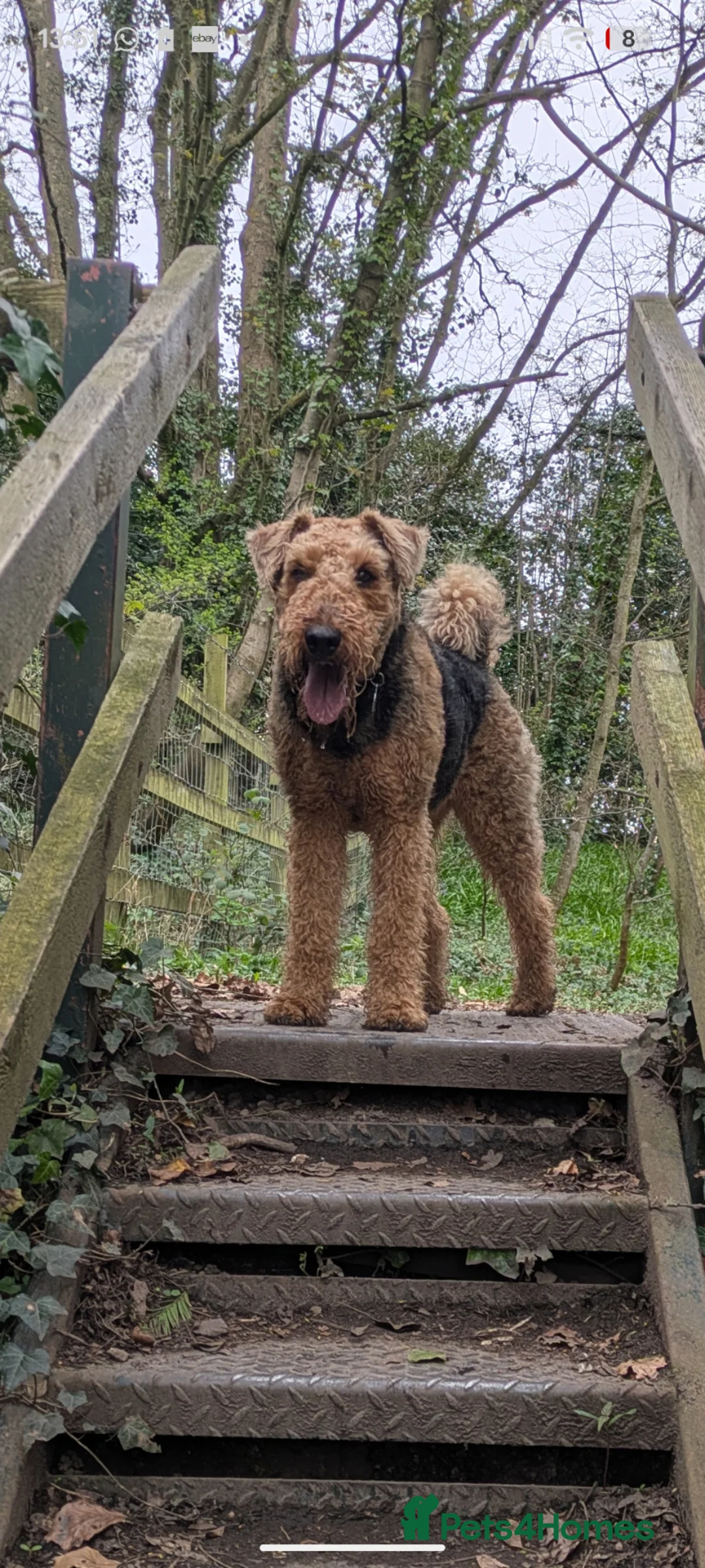 Airedale Terrier dogs for sale: Superb KC registered Airedales sired by champion! - Advert 2
