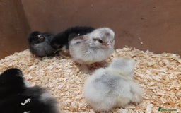 Chickens poultry for sale: Mixed breed chicks and set up - Image 8