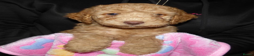 Cockapoo Puppy 6