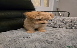Maltipoo dogs for sale: MALTIPOO PUPPIES FOR SALE - Image 9