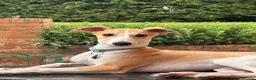 Whippet dogs for sale: Beautiful whippet puppy! Kc registered! Vaccinated - Advert 2