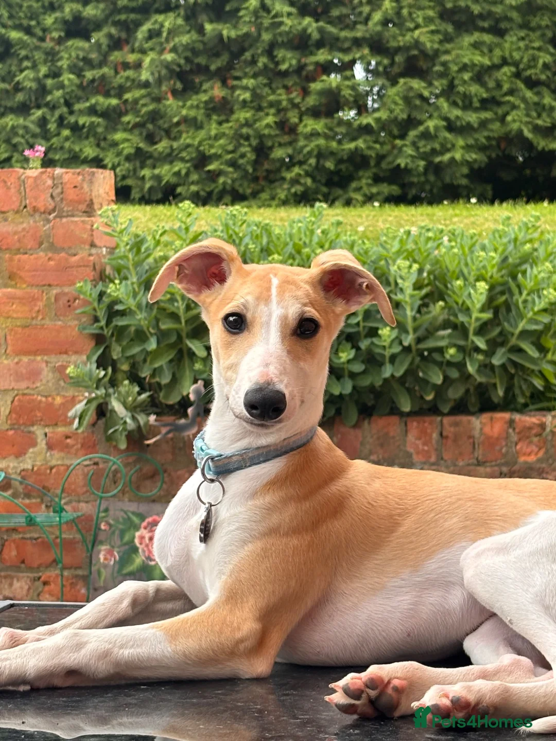 Whippet dogs for sale: Beautiful whippet puppy! Kc registered! Vaccinated - Advert 2