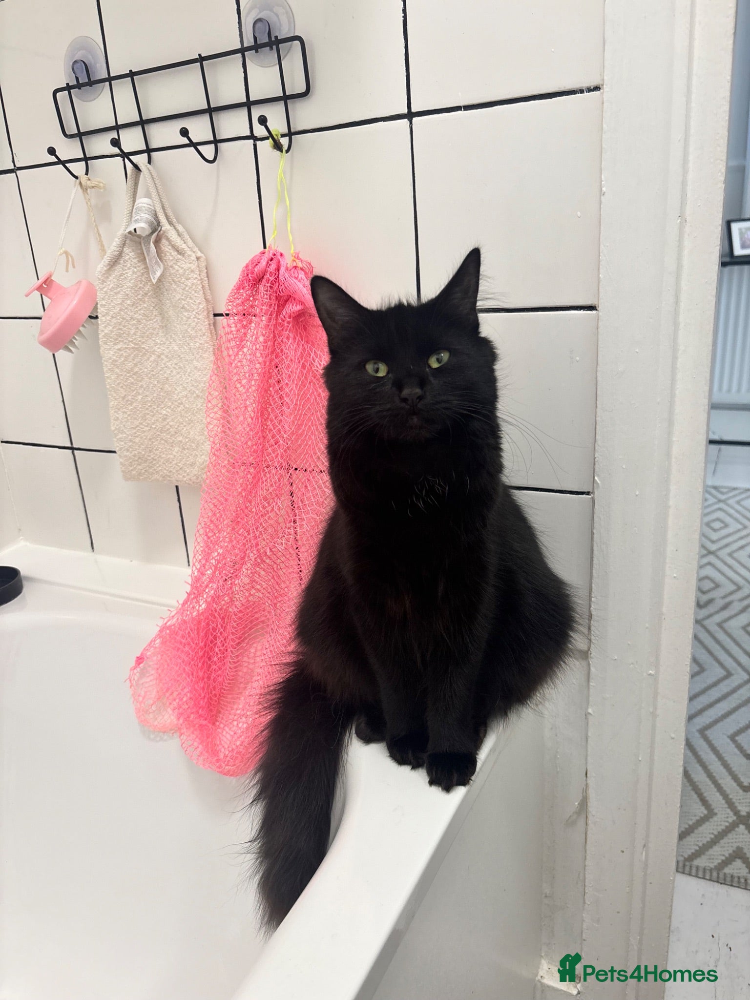 Mixed Breed cats Playful kittens looking for a loving home  - Advert 2