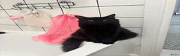 Mixed Breed cats for sale: Playful kittens looking for a loving home  - Advert 1