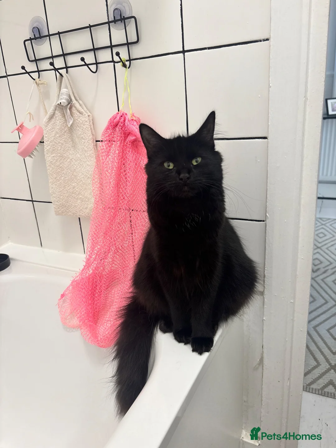 Mixed Breed cats for sale: Playful kittens looking for a loving home  - Advert 1