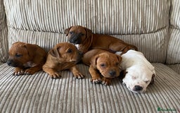 Staffordshire Bull Terrier dogs for sale: Amazing Red Staffordshire bullterrier puppies - Image 8