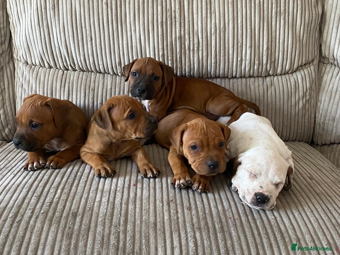 Staffordshire Bull Terrier dogs for sale: Amazing Red Staffordshire bullterrier puppies - Image 8