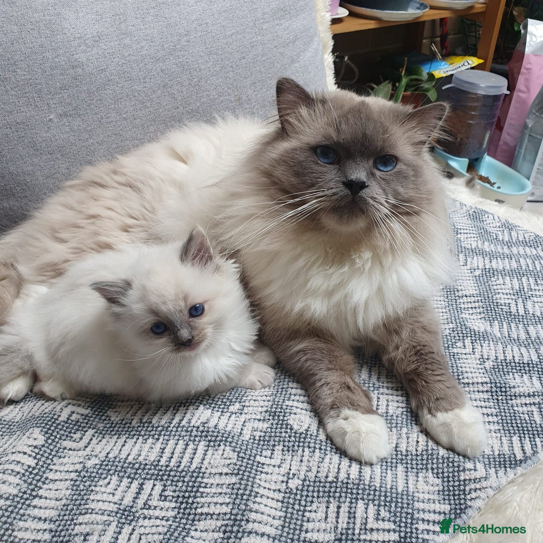 Ragdoll cats for stud: HANDSOME BOY-BLUE MITTED GCCF /TICA  AVALIABLE  - Advert 25