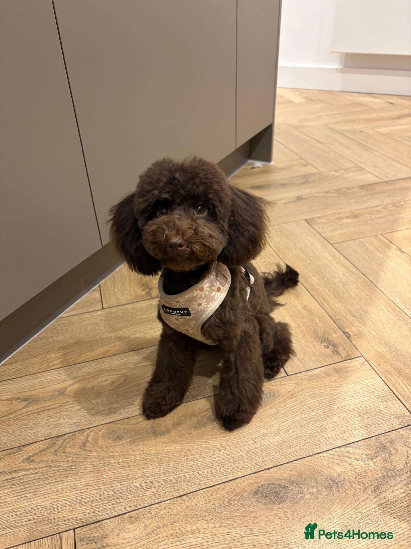 Cavapoo dogs 7 month old cavapoo puppy - Advert 5