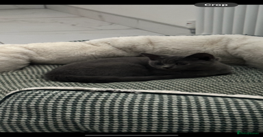 British Shorthair cats - Advert 15