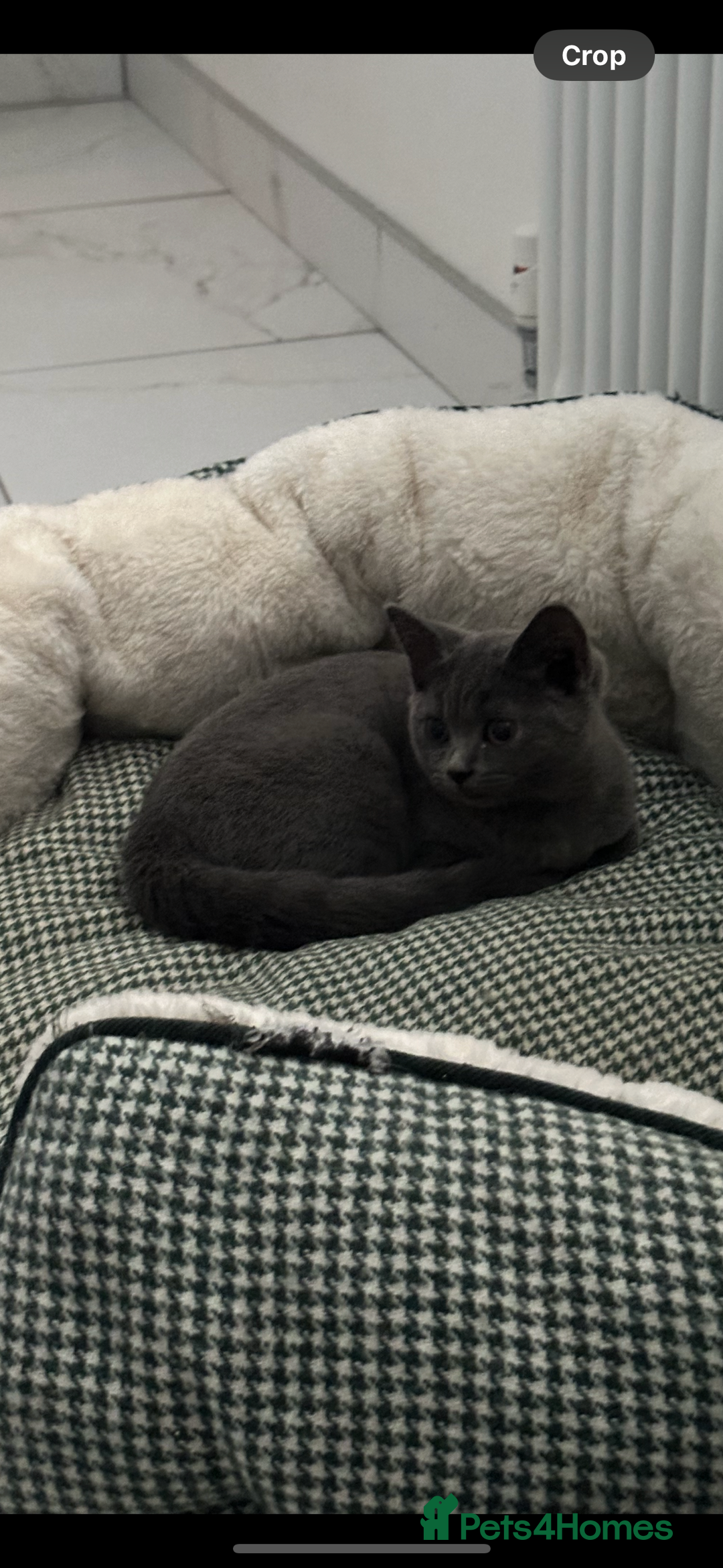 British Shorthair cats for sale: British shorthair kittens  - Image 2