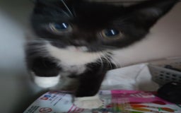 British Shorthair cats for sale: British shorthair kittens  - Image 11