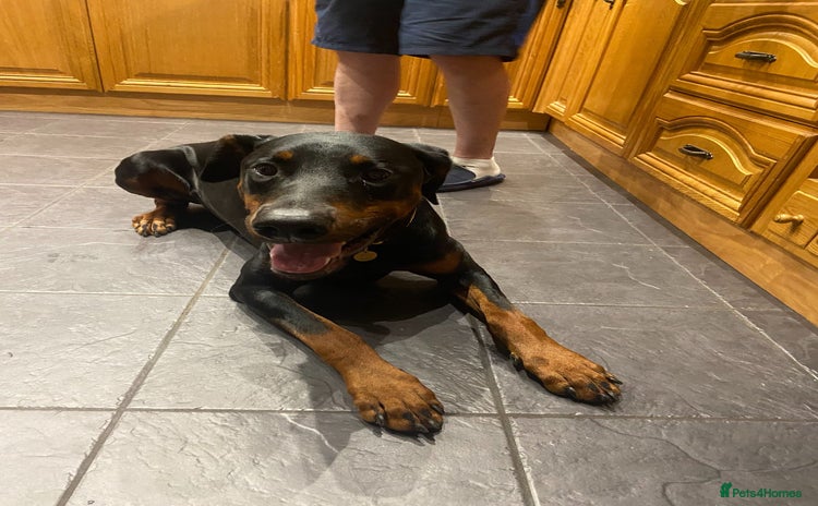 Dobermann dogs - Advert 1