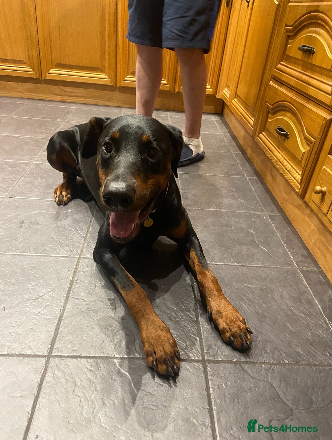 Dobermann dogs for sale: Doberman Male 18 months old  - Image 1