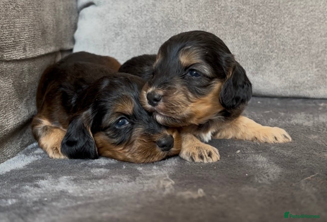 Cockapoo dogs for sale: stunning cockapoo puppies  - Image 23