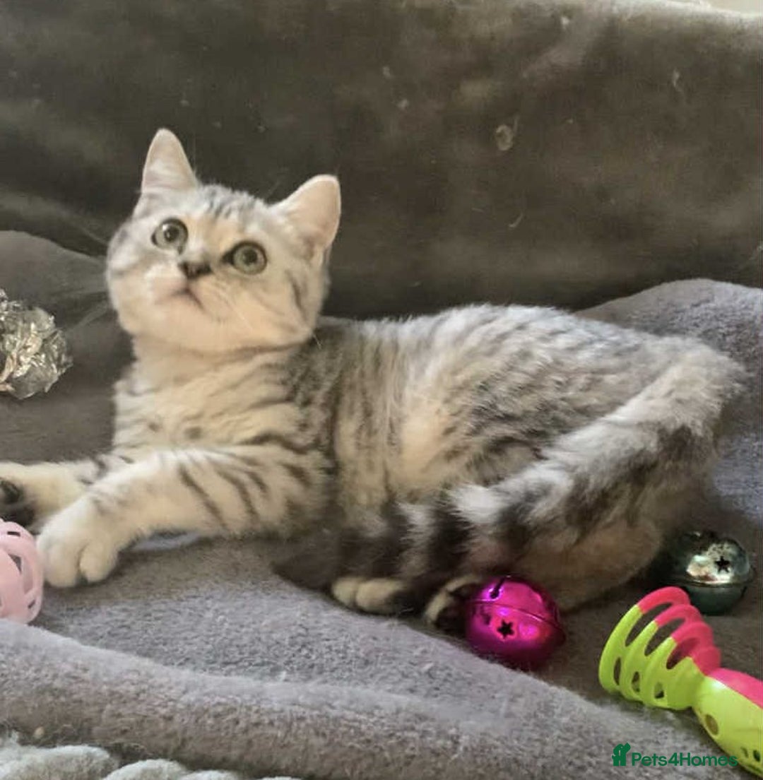 British Longhair cats for sale: BSH and BLH Silvers   in Bournemouth - Image 7