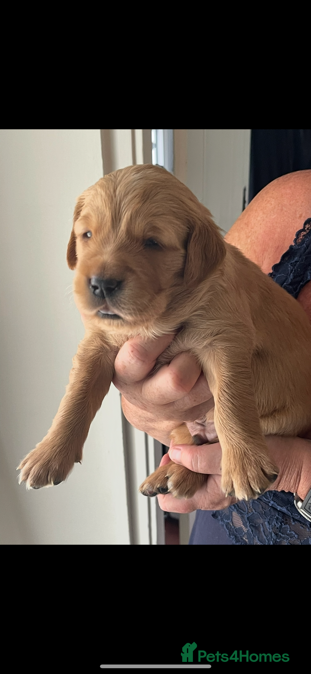 Golden Retriever dogs for sale: KC reg fox Red golden retrievers  - Image 22