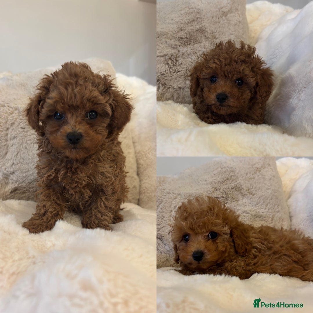Toy Poodle dogs for sale: Asian x toy poodles available  - Advert 1