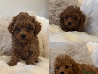 Toy Poodle dogs Asian x toy poodles available - Advert 5