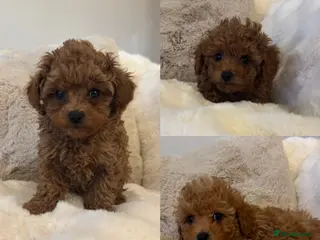 Toy Poodle dogs Asian x toy poodles available - Advert 10