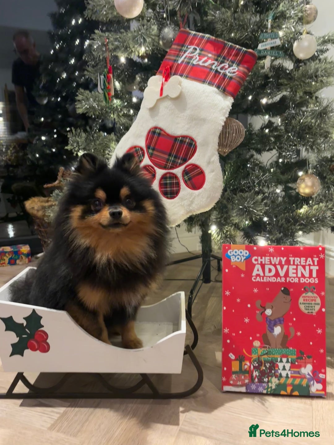 Pomeranian dogs for stud: Prince available for stud services  - Advert 2