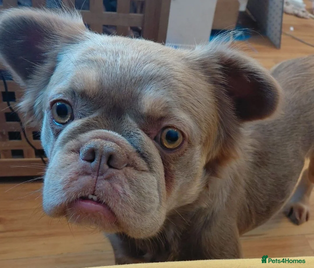 French Bulldog dogs for sale: Lilac and tan fluffy french bulldog female - Advert 1