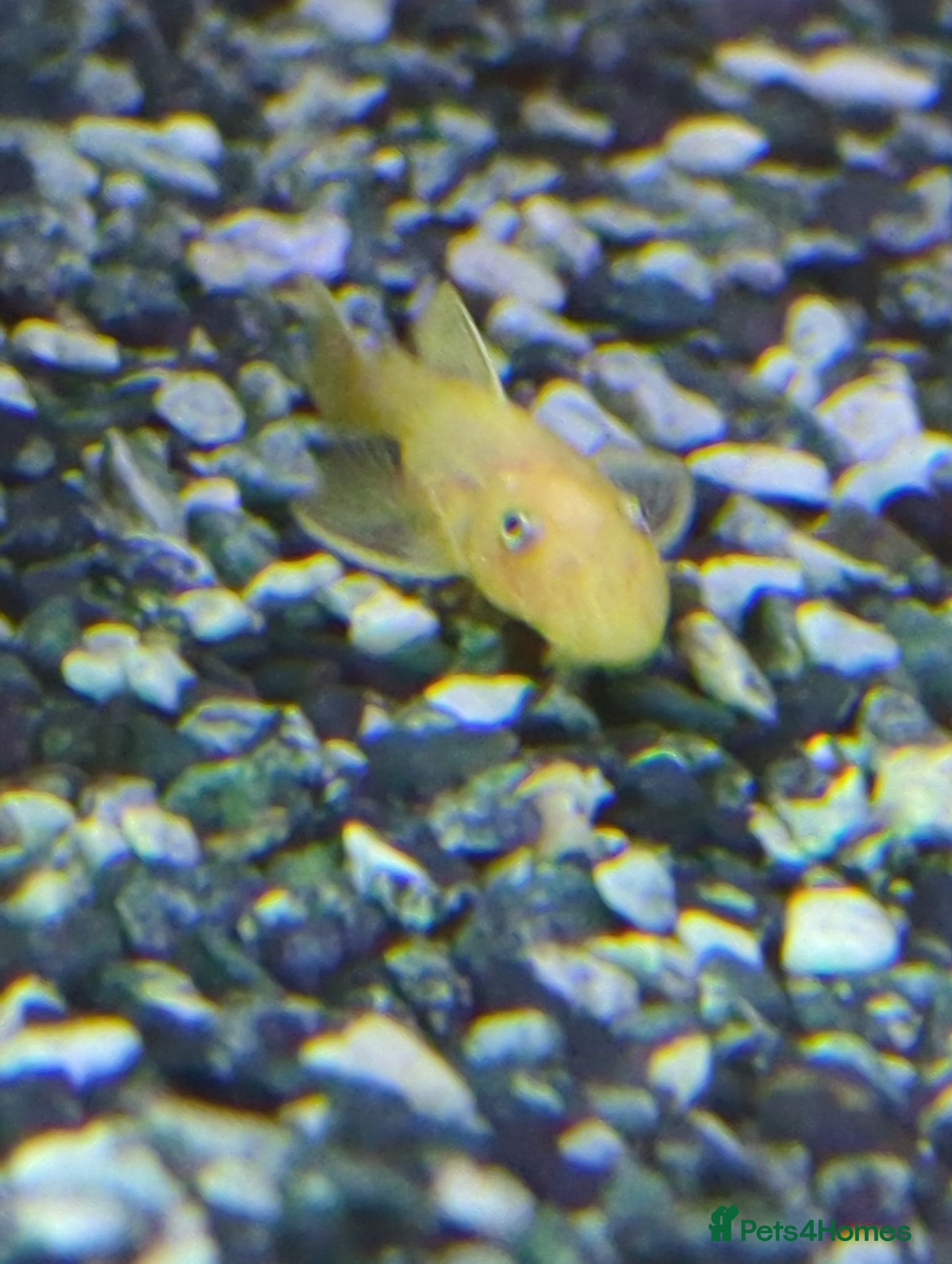 Catfish fish for sale: L144 lemon bristlenose plecos  in Maryport - Advert 4