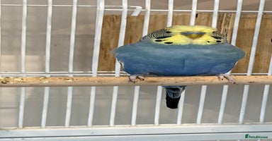 Budgerigars birds - Advert 6