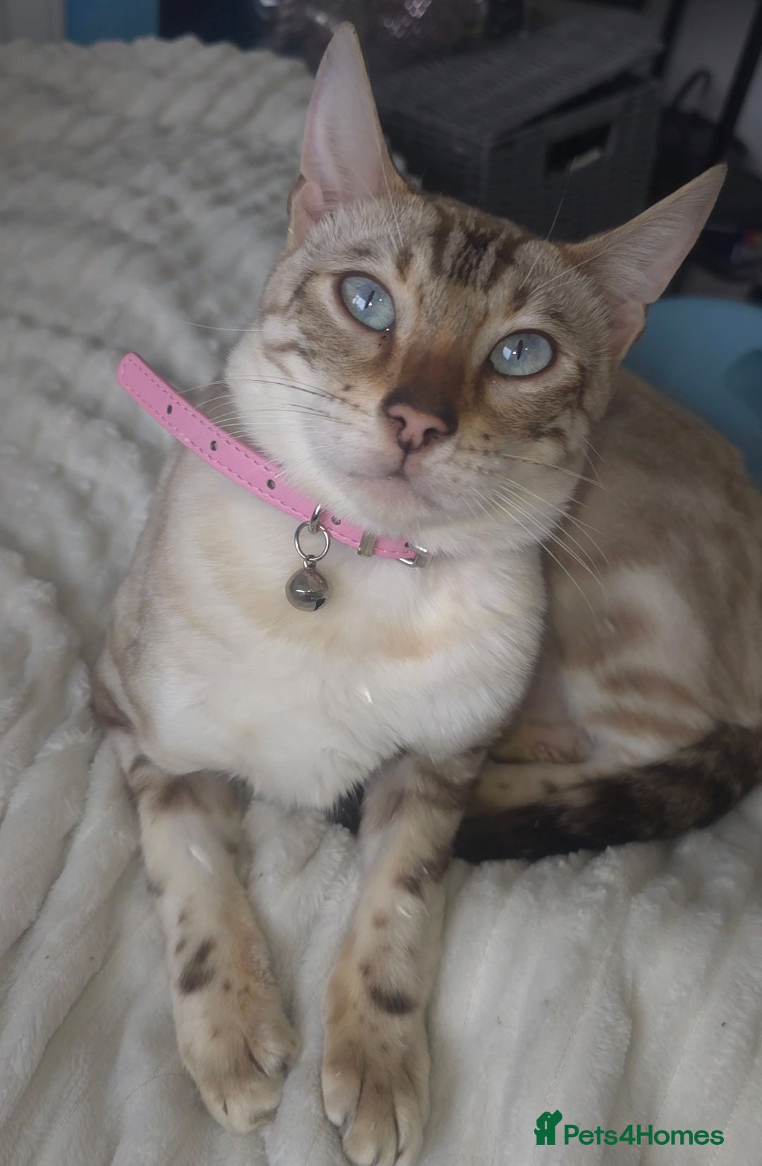 Bengal cats ✨ Planned Litter – Luxury Snow Bengals | Spring ✨ - Advert 2