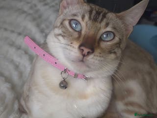 Bengal cats ✨ Planned Litter – Luxury Snow Bengals | Spring ✨ - Advert 4